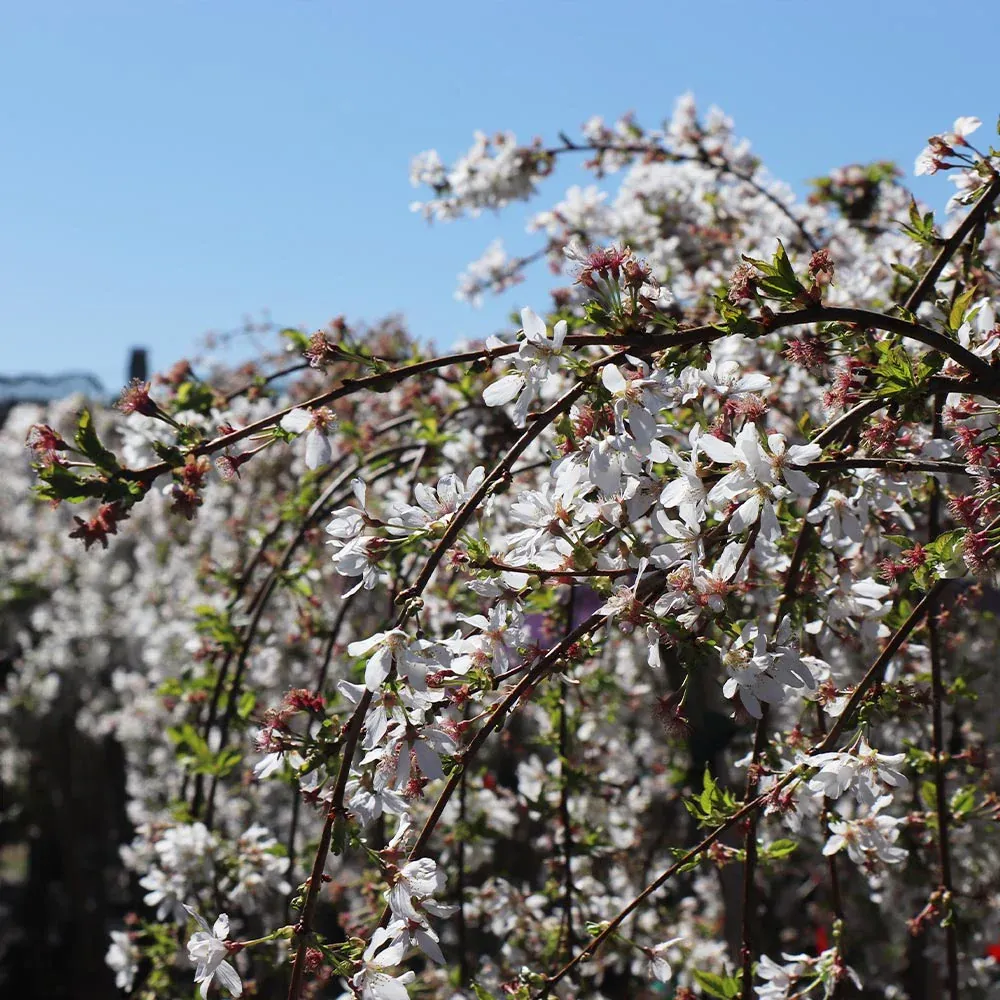 Snow Fountains® Weeping Cherry Tree - Cascading Ornamental Flowering Tree 5