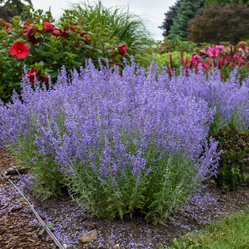 Proven Winners® Denim 'n Lace Russian Sage (Perovskia atriplicifolia)