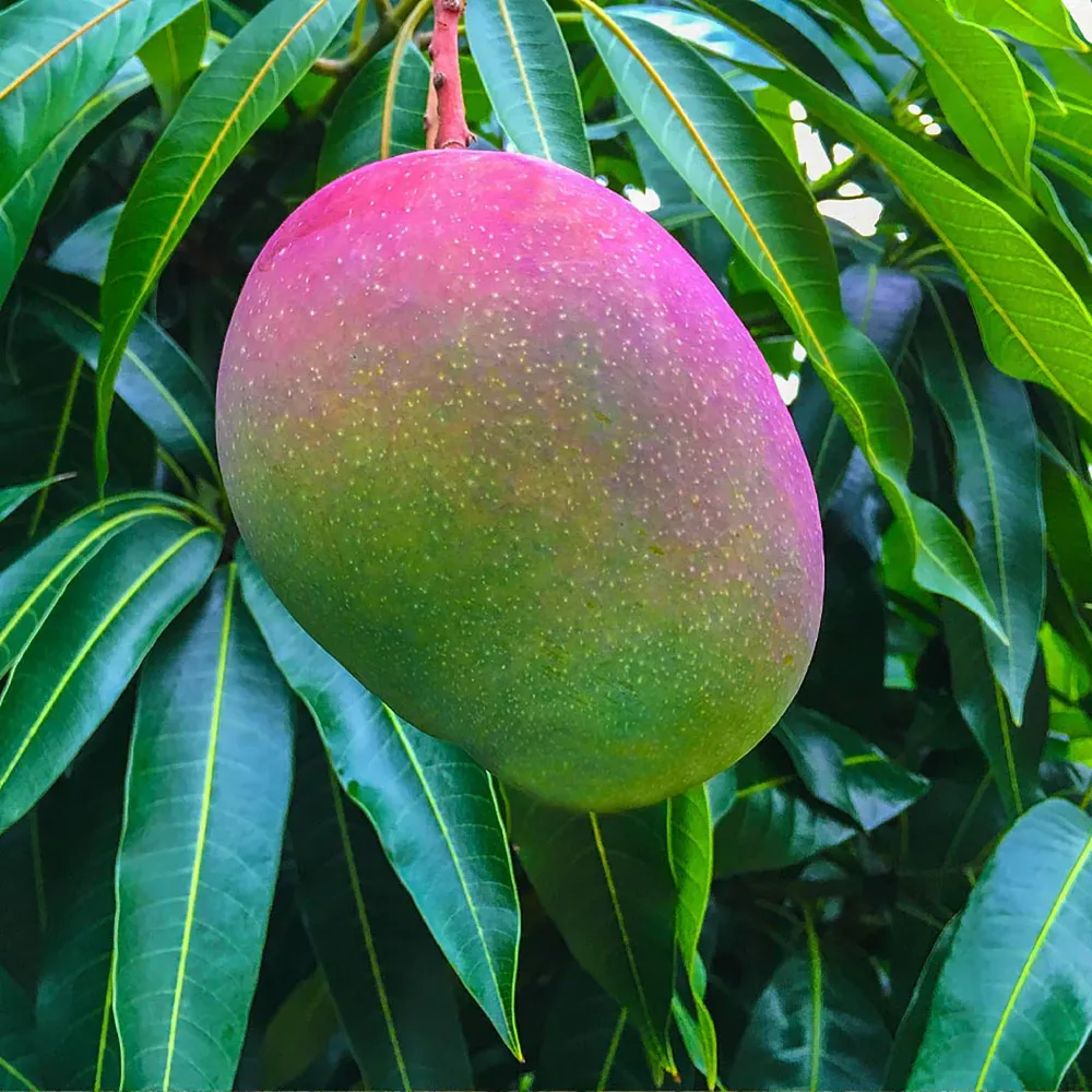 Glenn Mango Tree - Live Tropical Fruit Plant for Home Gardening