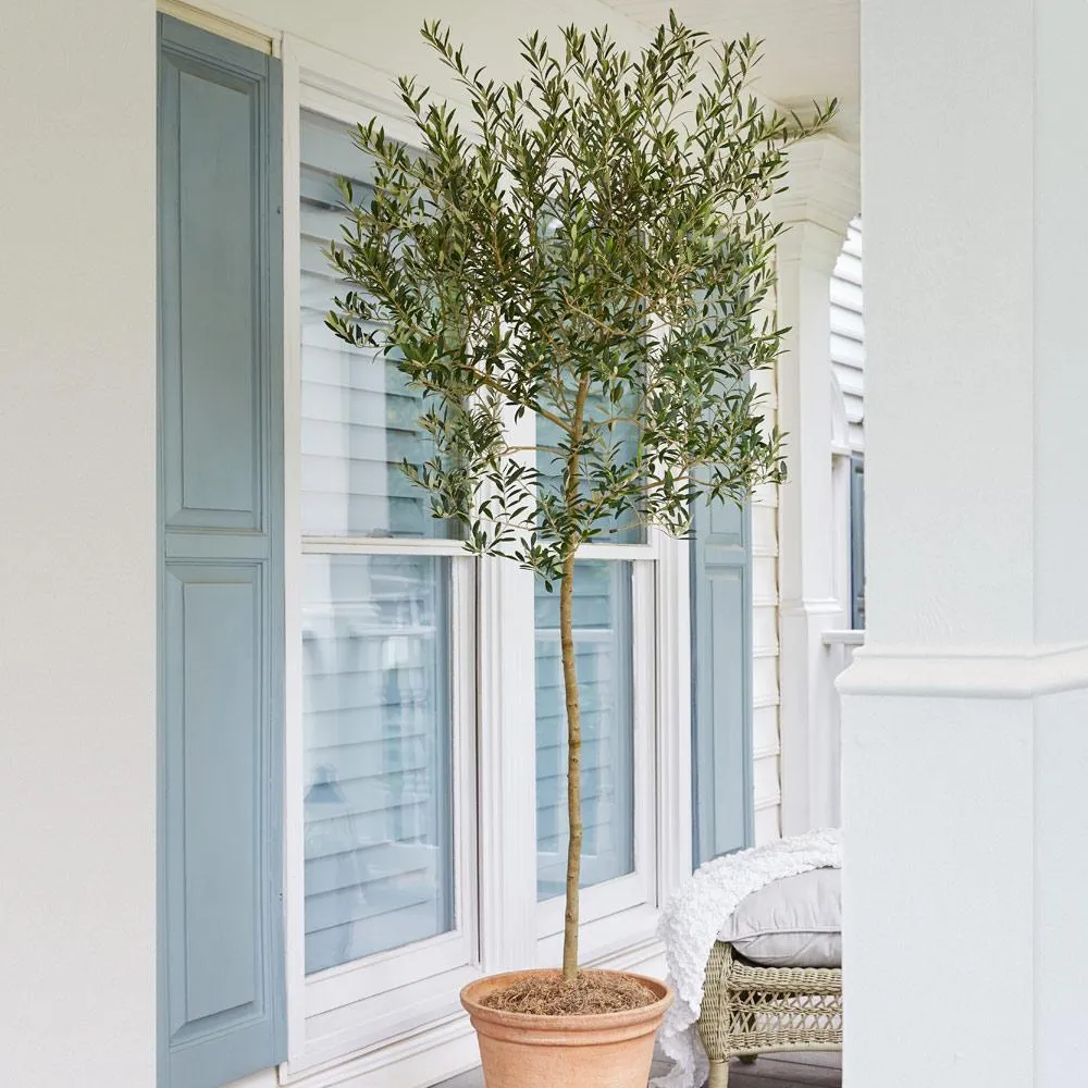 Arbequina Olive Tree - Live Olea europaea Mediterranean Plant