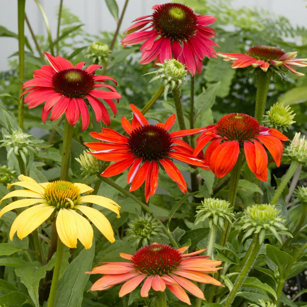 Cheyenne Spirit Echinacea Coneflower Perennial Plant