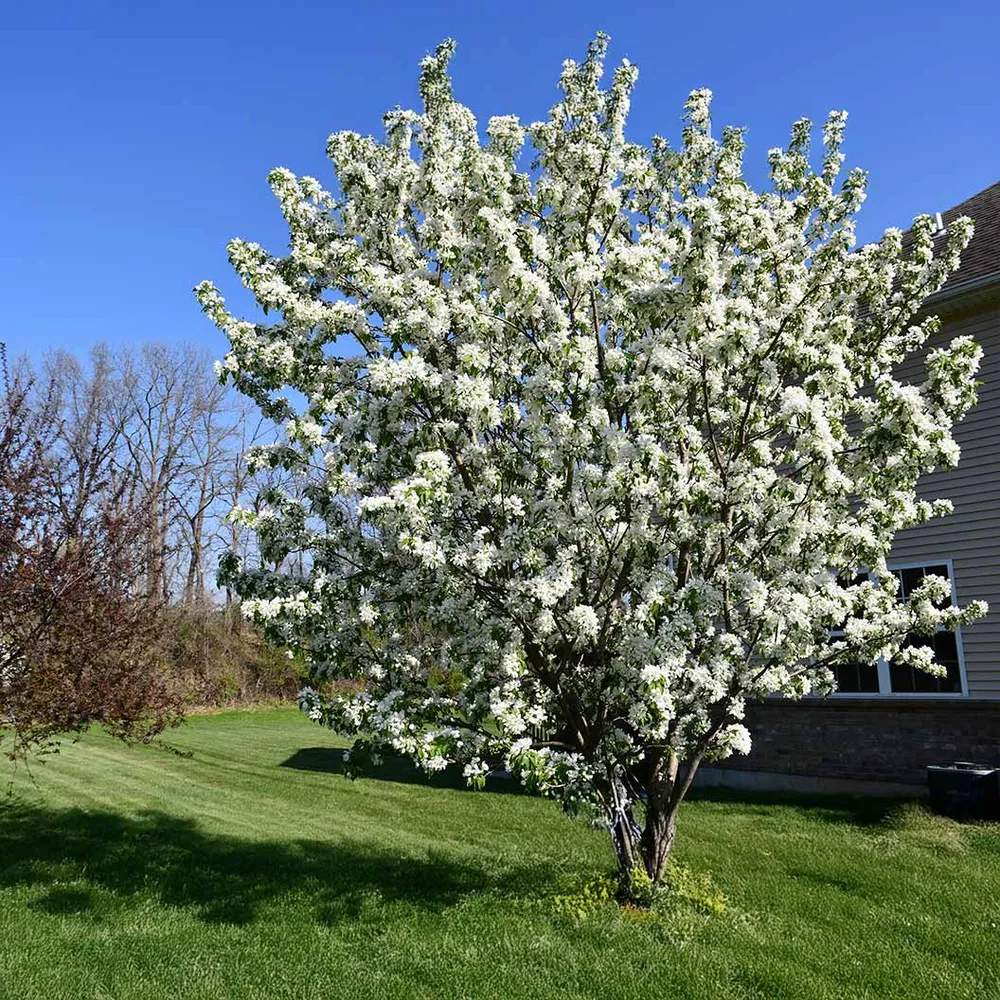 Red Jewel Crabapple Tree - Ornamental Deciduous Flowering Tree