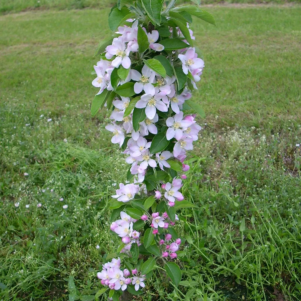 Columnar Apple Tree - Compact Vertical Growth Fruit Tree 3