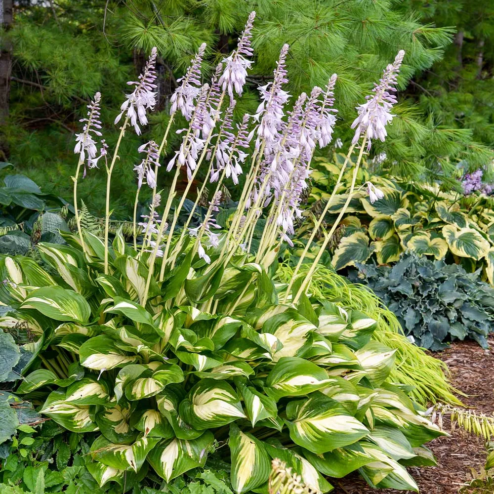 Shadowland Miss America Hosta Perennial Shade Plant 1