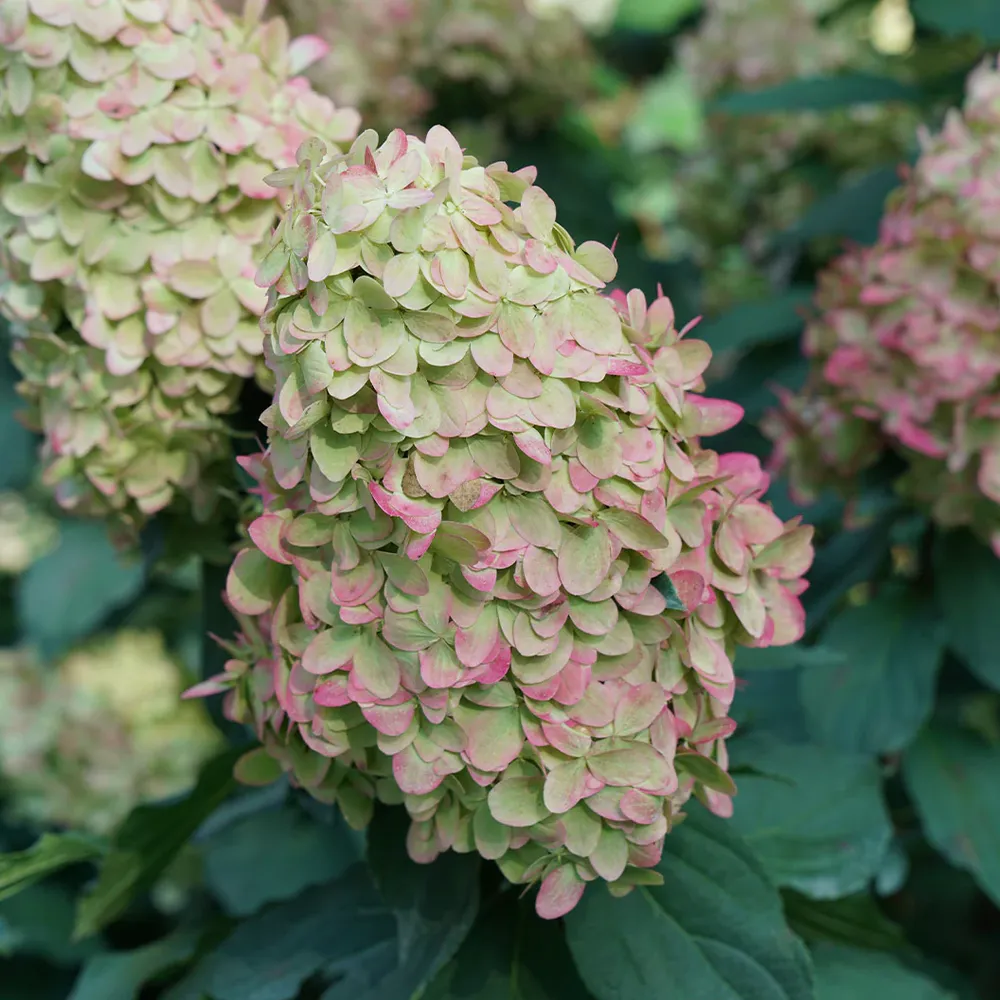 Limelight Prime® Hydrangea Shrub - Hardy Flowering Landscape Plant 3