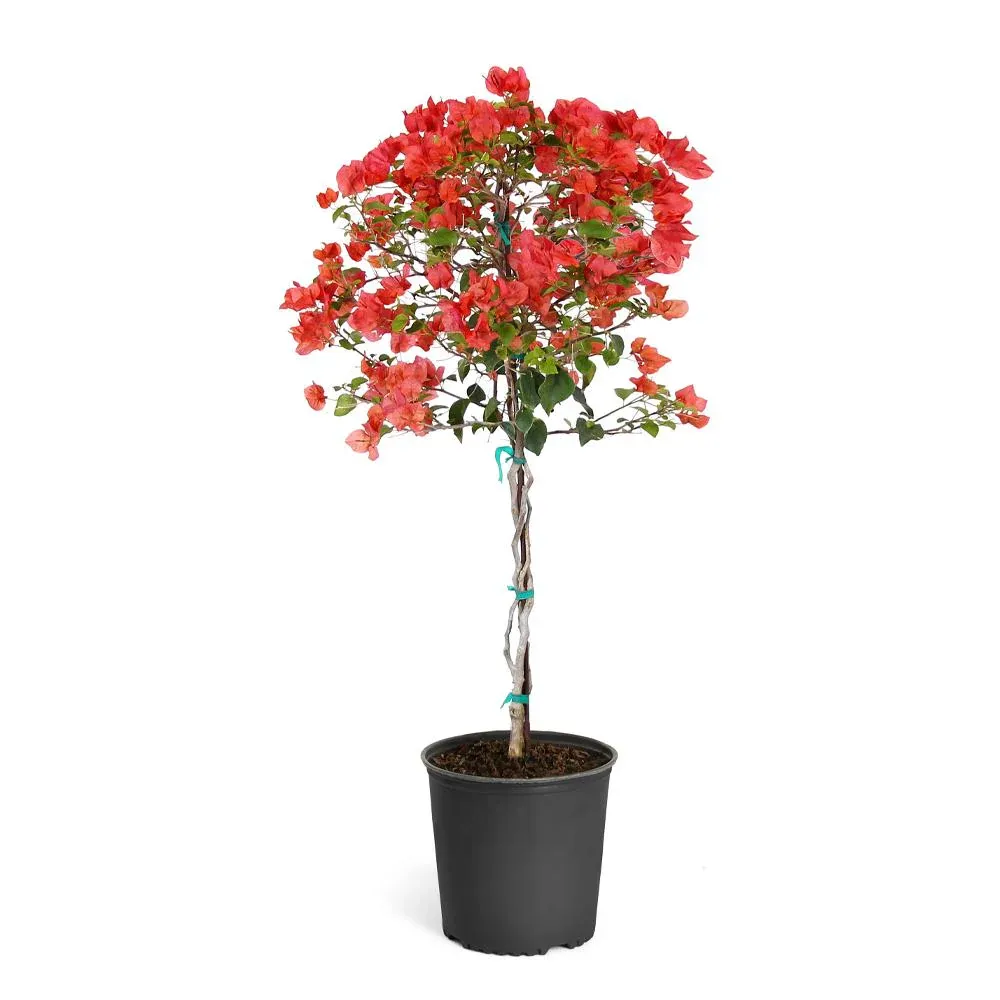 Sundown Orange Bougainvillea Flowering Outdoor Tree
