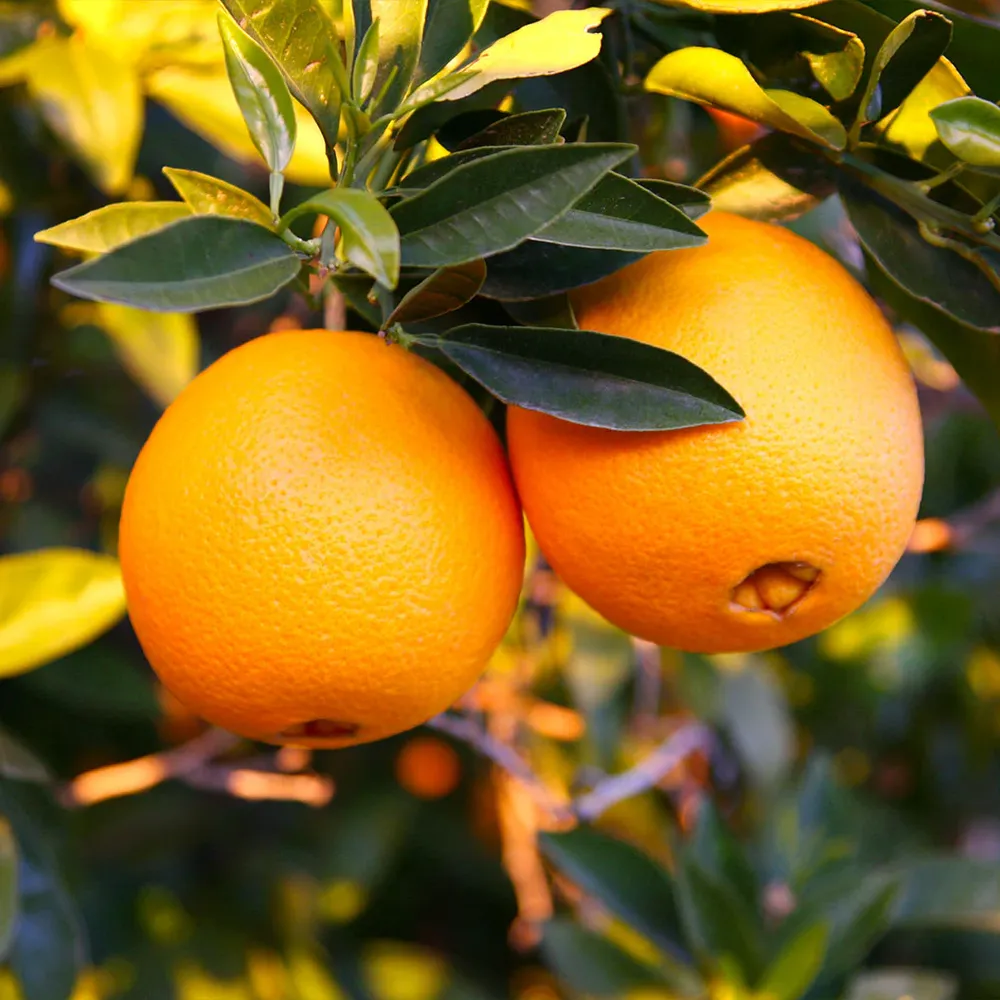 Southern Frost Navel Orange Tree - Cold Hardy Citrus Fruit Tree