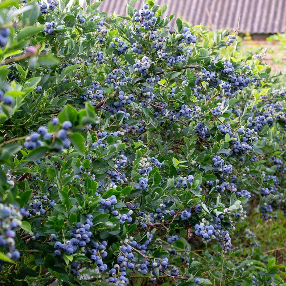 Sugar Snap Highbush Blueberry Fruit-Bearing Shrub