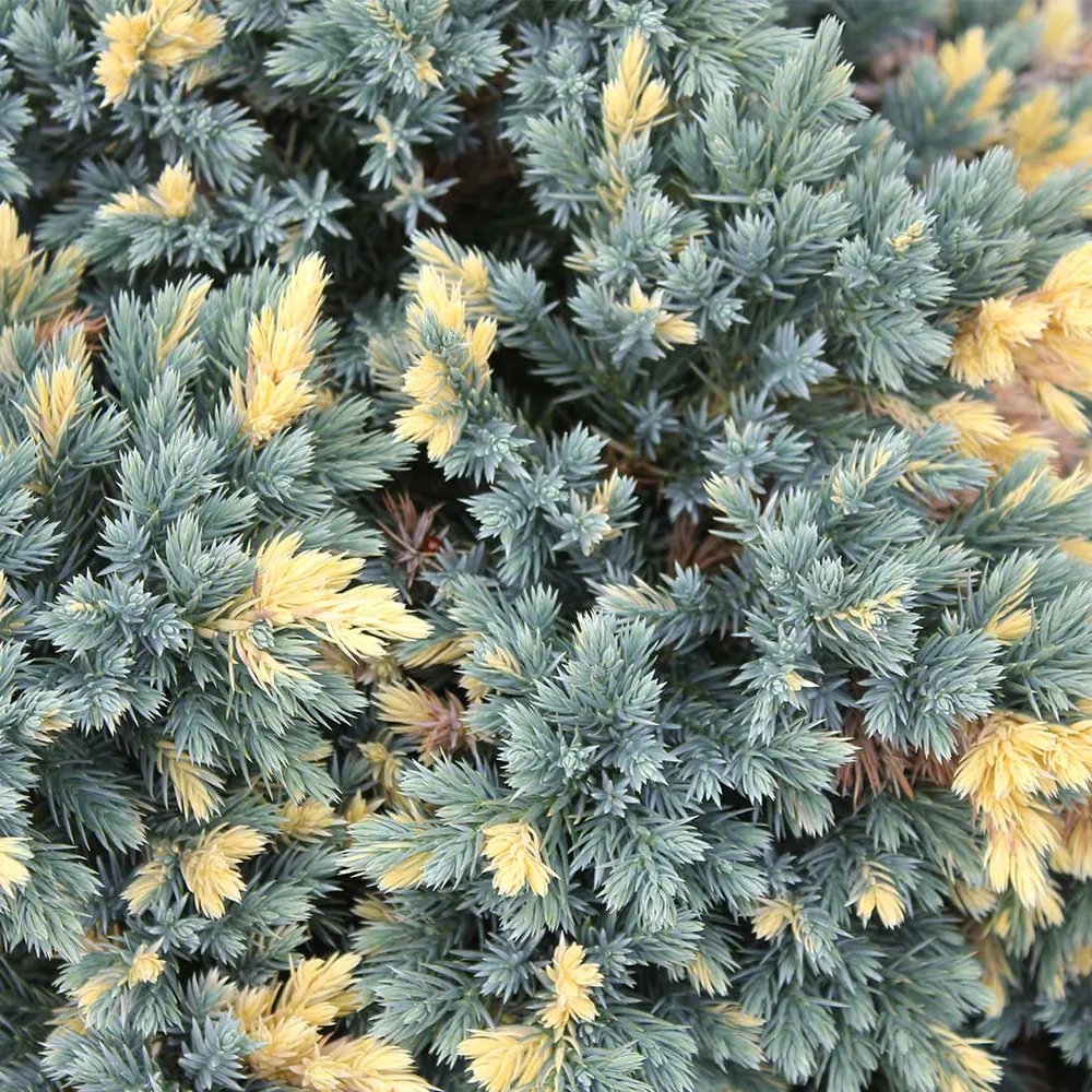 Flaky Juniper Shrub - Hardy Ornamental Evergreen Conifer 1