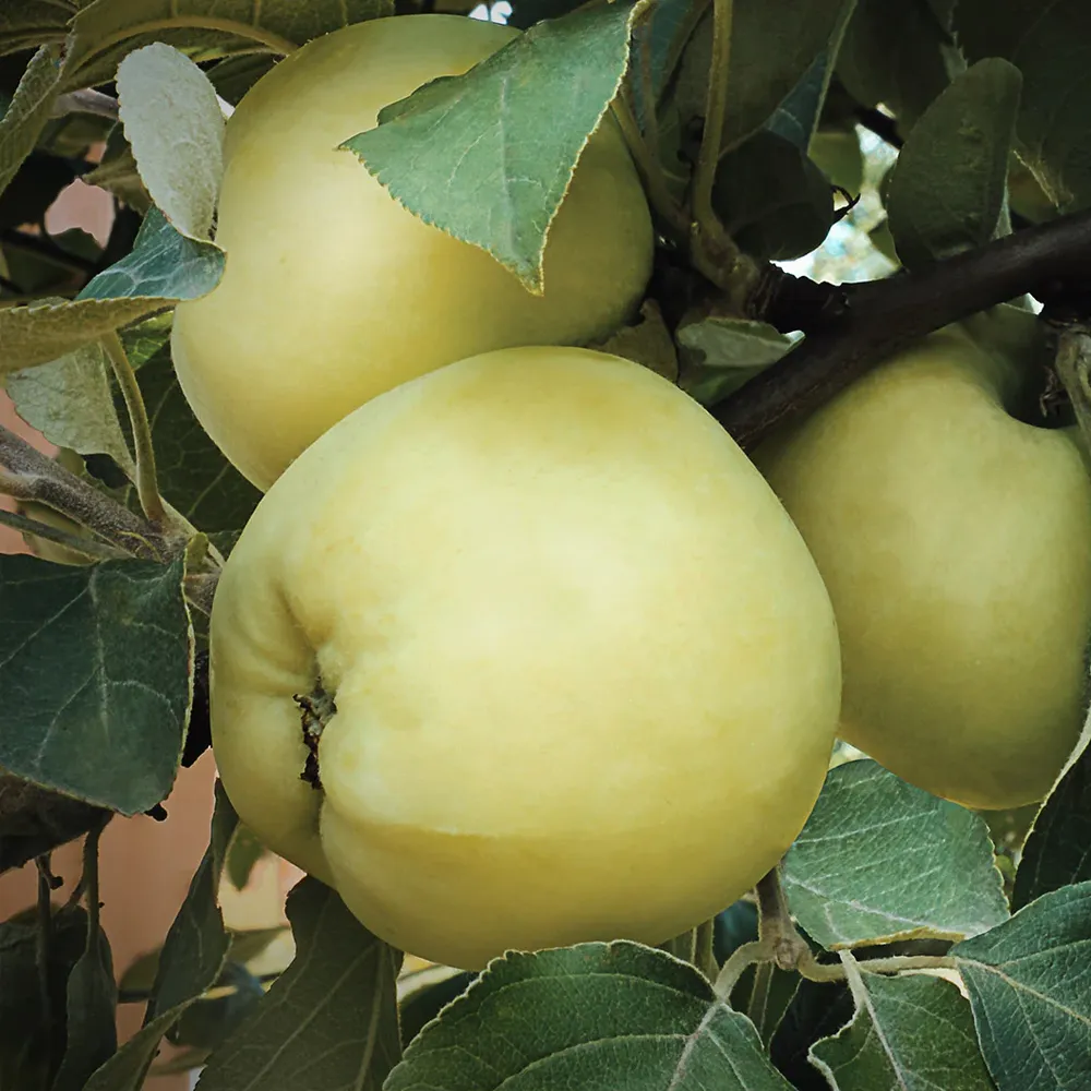 Pristine Apple Tree - Live Fruit Bearing Tree for Home Garden 1
