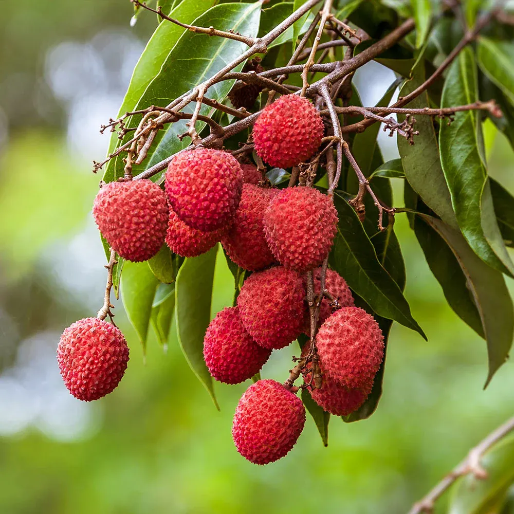 Sweetheart Lychee Fresh Tropical Fruit 1