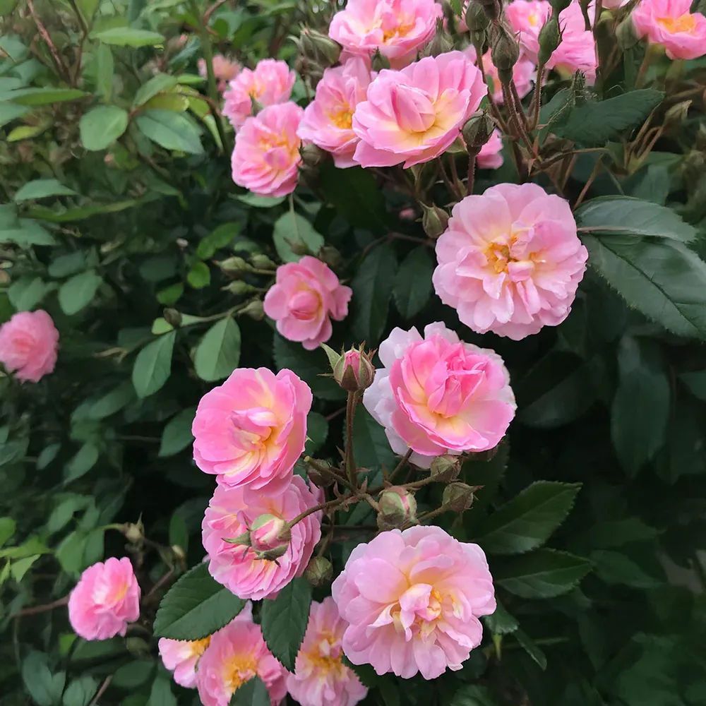Perfume Breeze™ Climbing Rose - Fragrant Flowering Vine for Garden Trellises 4