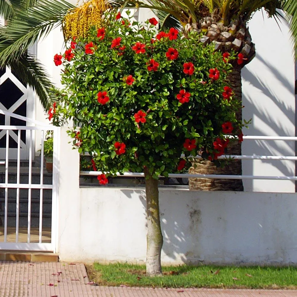 Red Tropical Hibiscus Tree - Artificial Potted Plant for Home and Office Decor 2