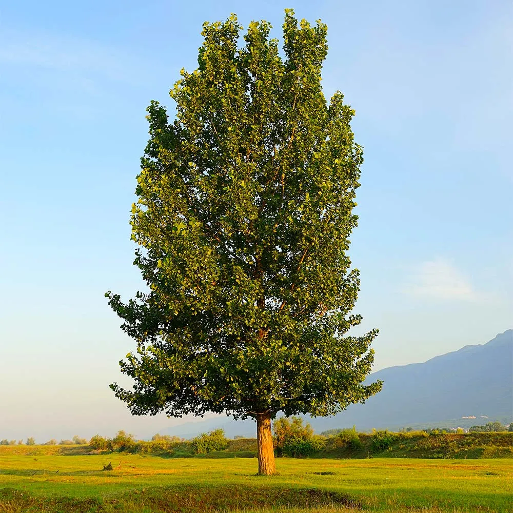 Fast-Growing Hybrid Poplar Deciduous Shade Tree