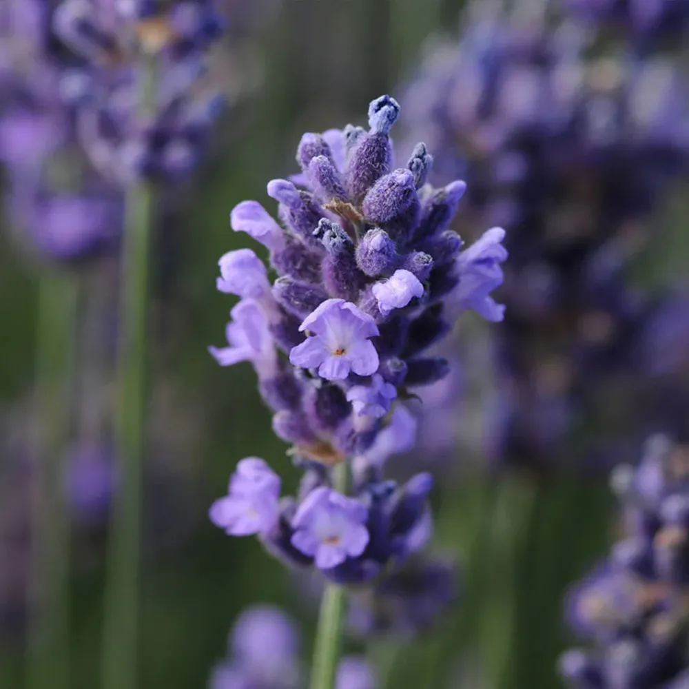 Better Versions® SuperBlue English Lavender Plant (Lavandula angustifolia) 1