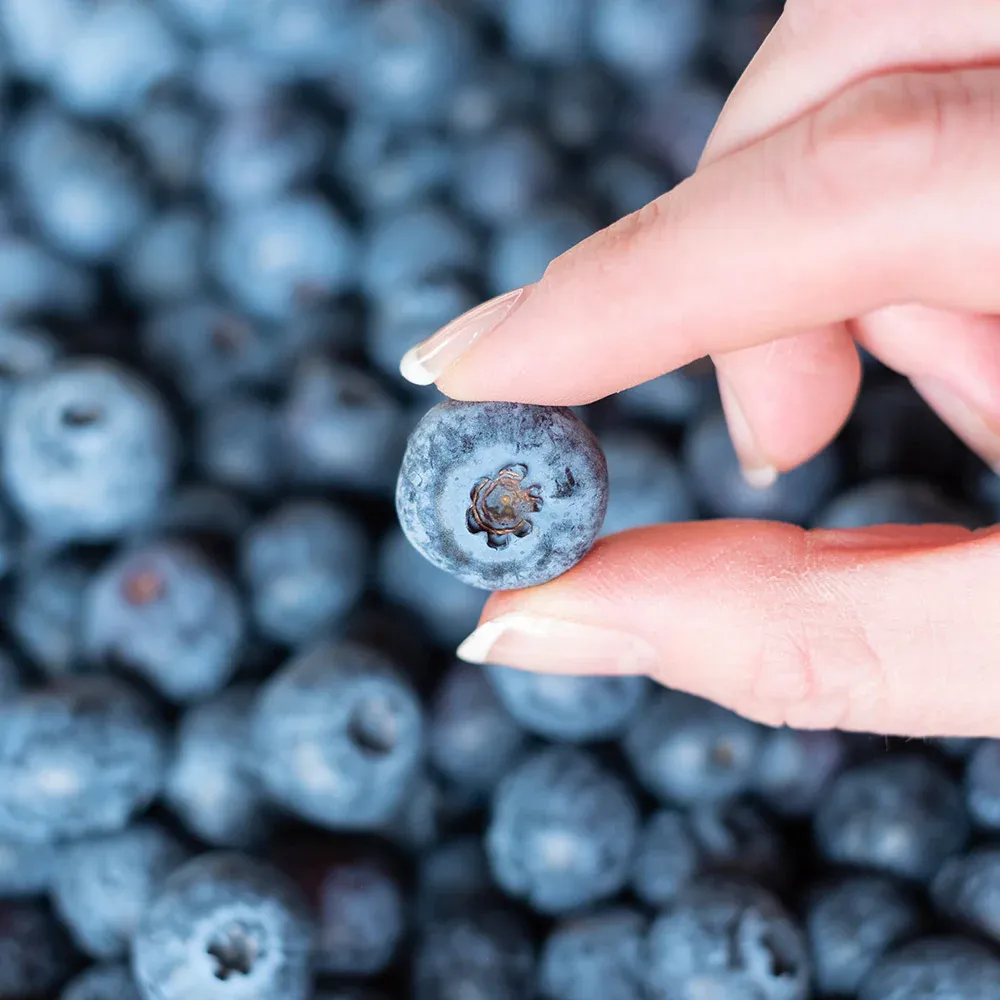 Spartan Blueberry Bush - Northern Highbush Fruit-Bearing Shrub 2