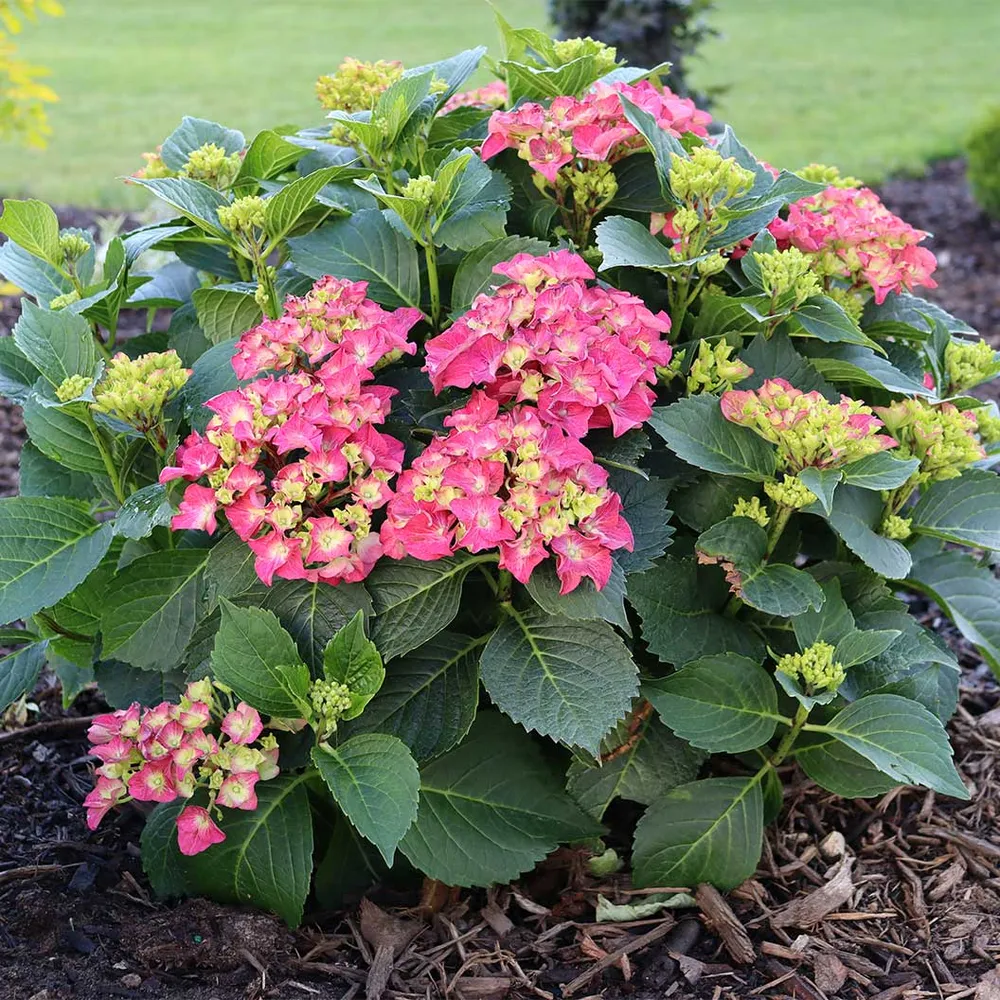 Proven Winners® Wee Bit Grumpy® Hydrangea - Compact Reblooming Bigleaf Shrub