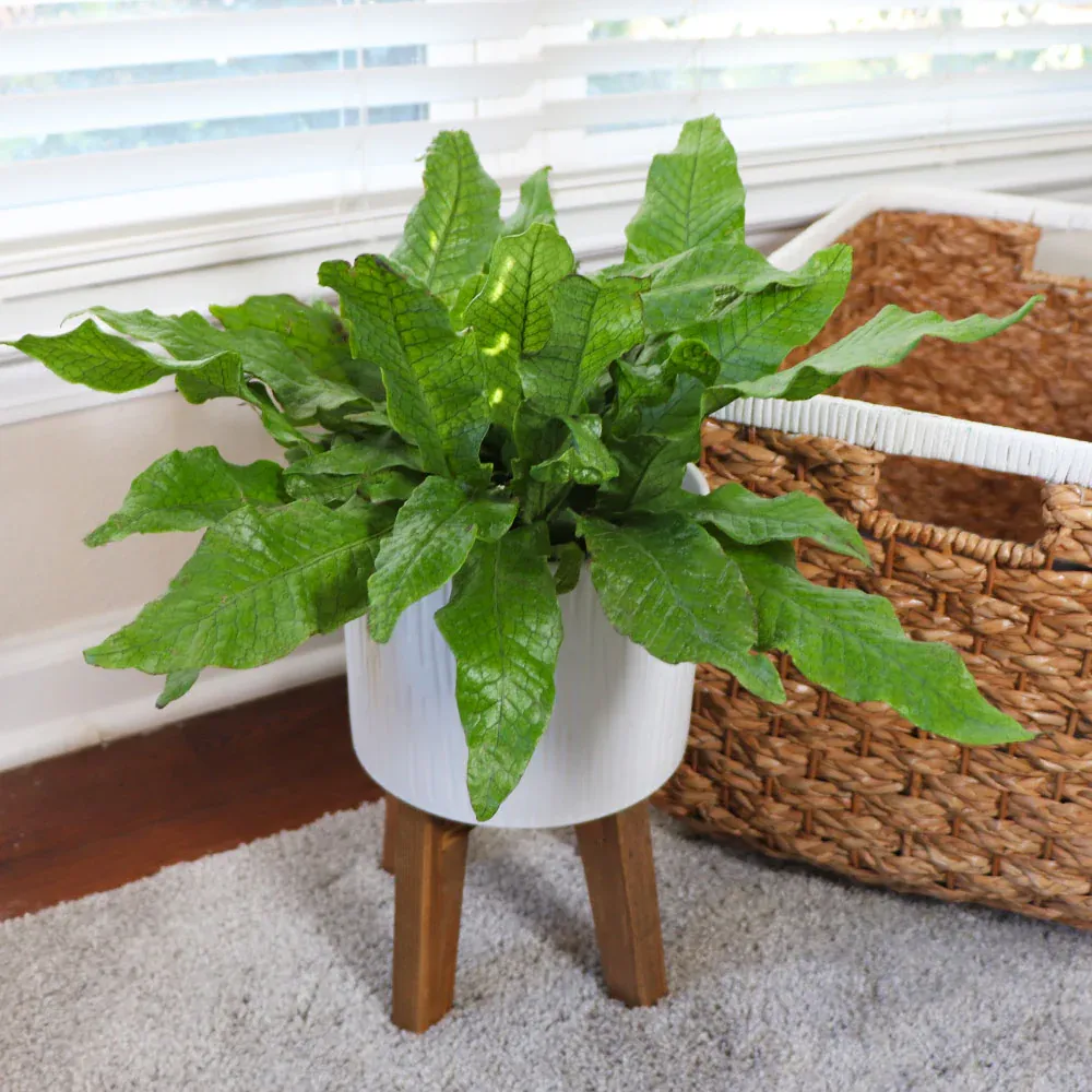 Crocodile Fern (Microsorum musifolium) Tropical Indoor Houseplant