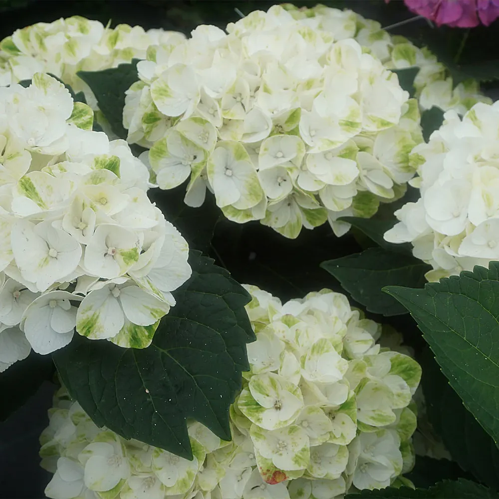 Hydrangea Magical® 'Verdigris' Deciduous Flowering Shrub 3