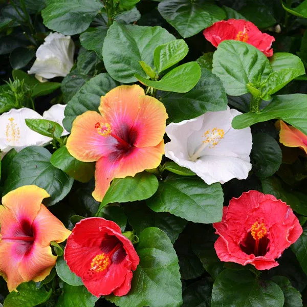 Bloom Bash® Hollywood® Hibiscus Tropical Flowering Shrub