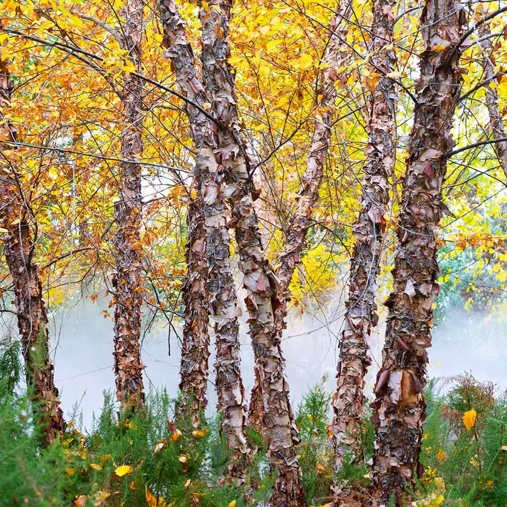 Heritage River Birch (Betula nigra) 3