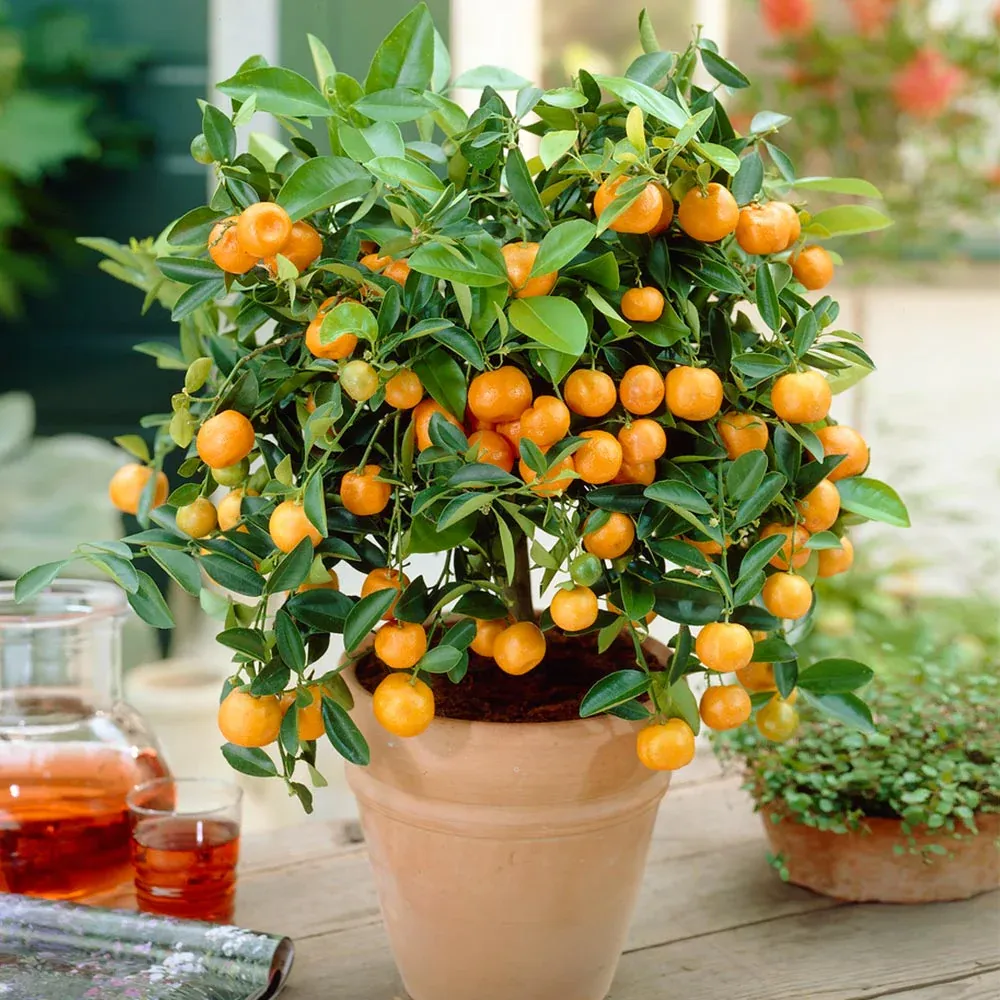 Calamondin Bush - Indoor Potted Citrus Tree 1