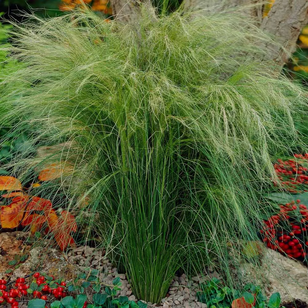 Mexican Feather Grass (Nassella tenuissima) Ornamental Perennial Plant 2