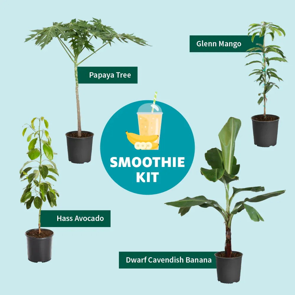 Tropical Papaya Tree Live Fruit Plant for Home and Garden 6