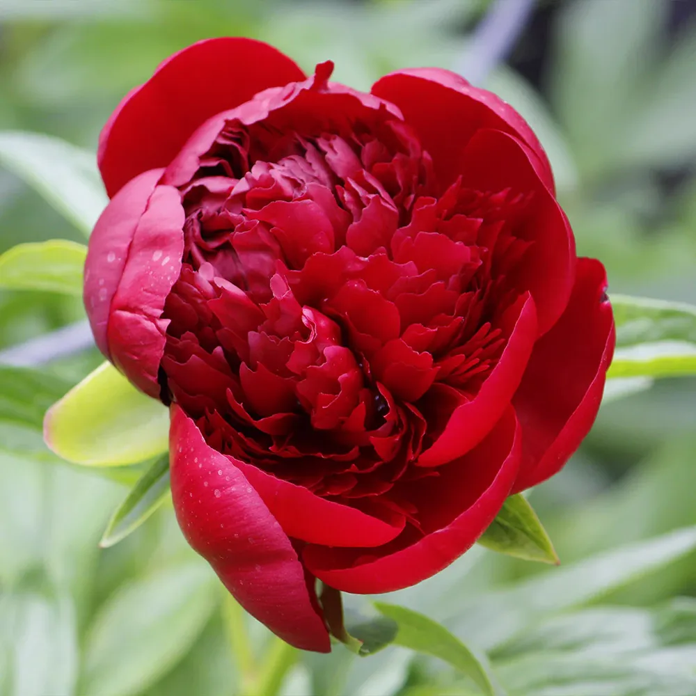 Red Charm Peony Artificial Floral Decoration 1