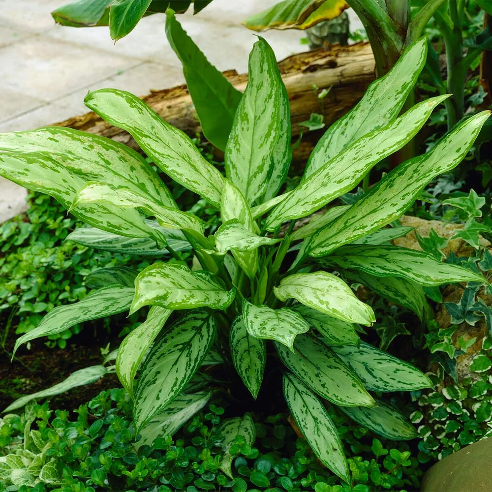 Green Chinese Evergreen Plant (Aglaonema) for Indoor Home and Office Decor 2