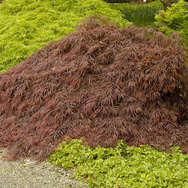 Crimson Queen Japanese Maple Tree - Weeping Laceleaf Acer Palmatum 1
