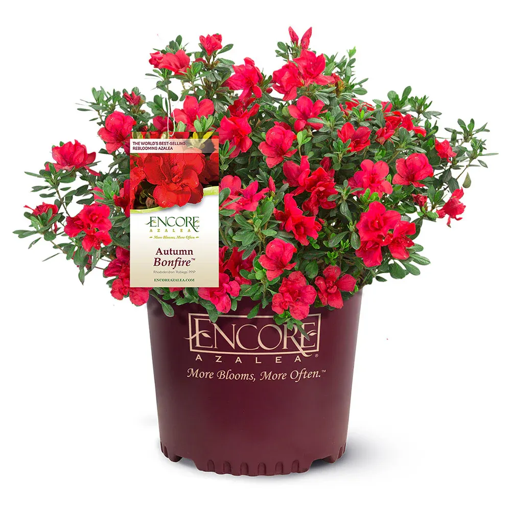Autumn Bonfire® Encore® Reblooming Azalea Shrub 4