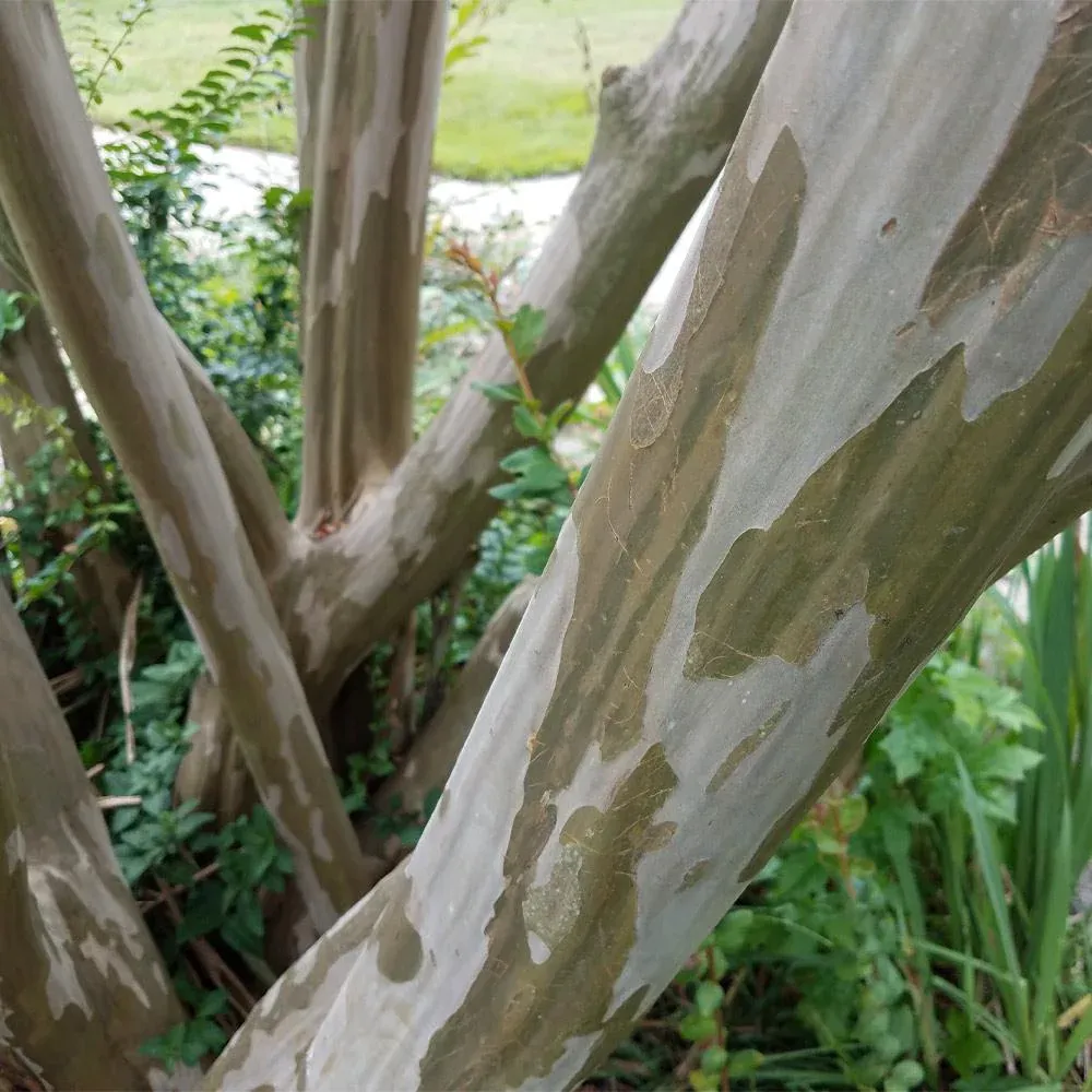 Tonto Crape Myrtle Tree - Compact Deciduous Flowering Shrub 3