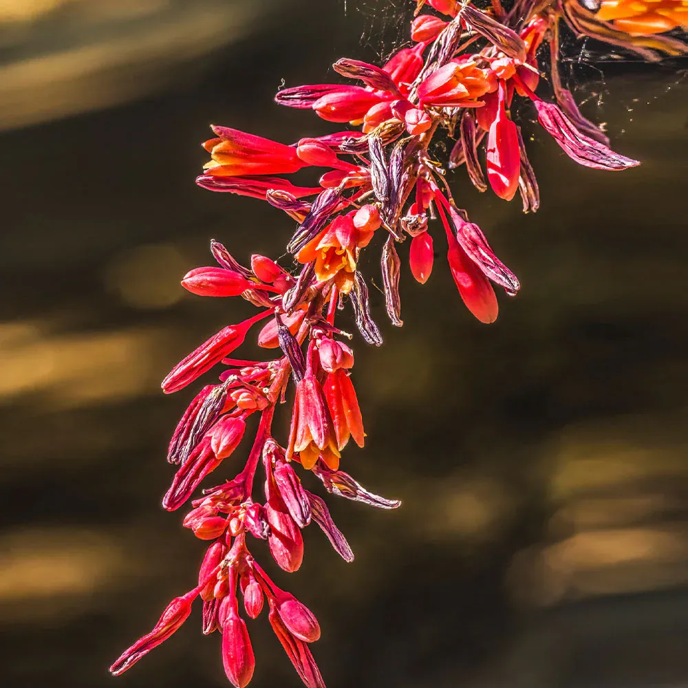 Dwarf Red Yucca Stoplights - Hesperaloe parviflora Drought-Tolerant Perennial