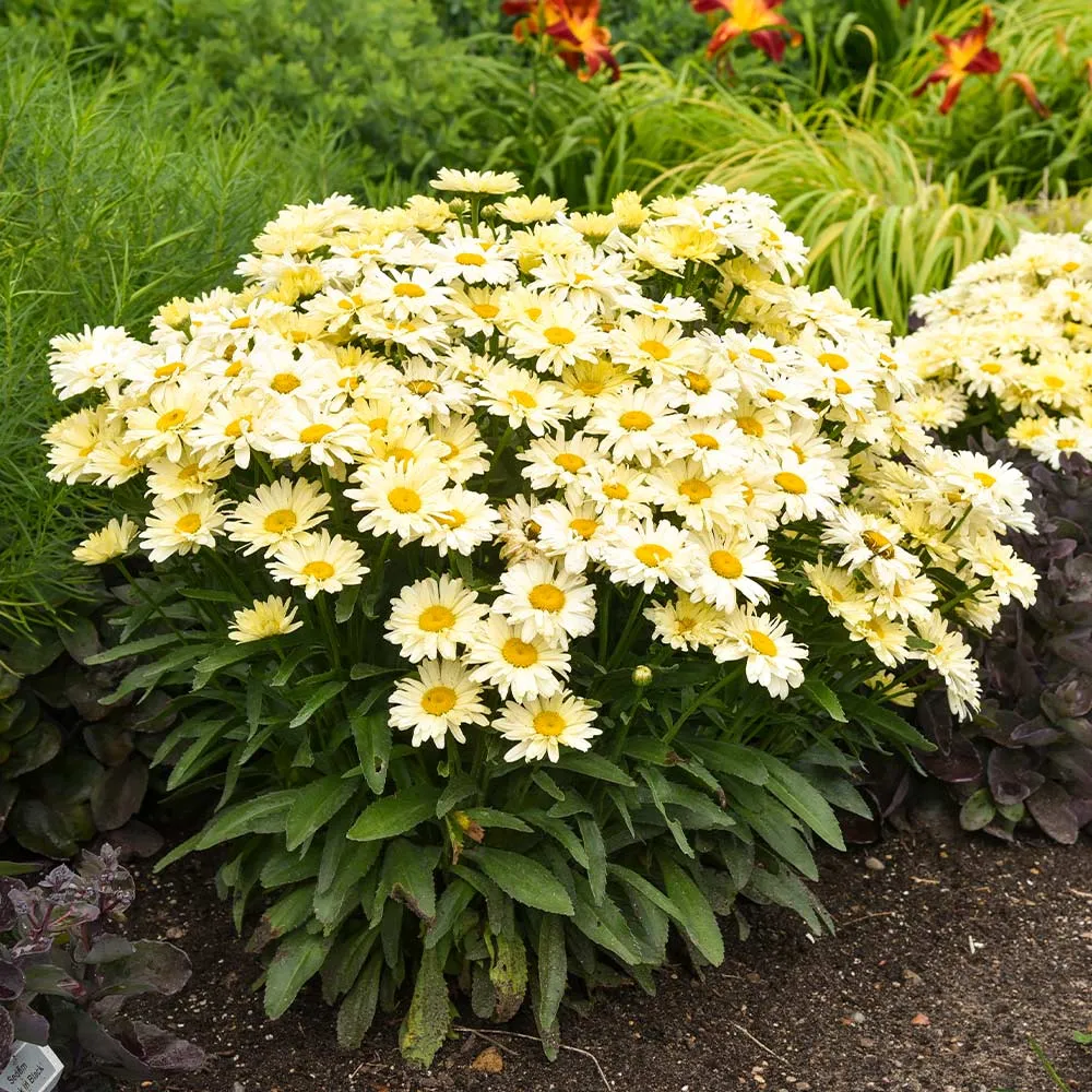 Banana Cream II Shasta Daisy - Leucanthemum x superbum Perennial Flowering Plant 2