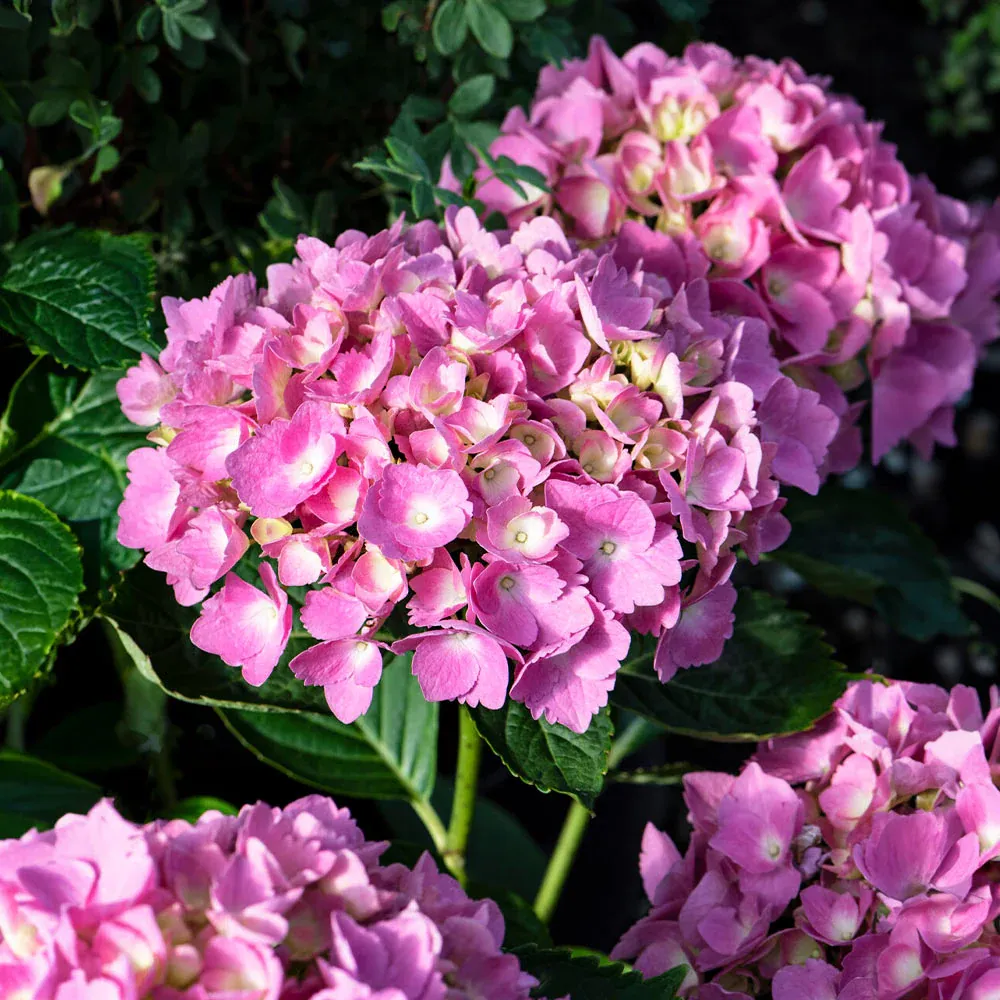Bloomables® L.A. Dreamin® Hydrangea - Reblooming Flowering Shrub 5
