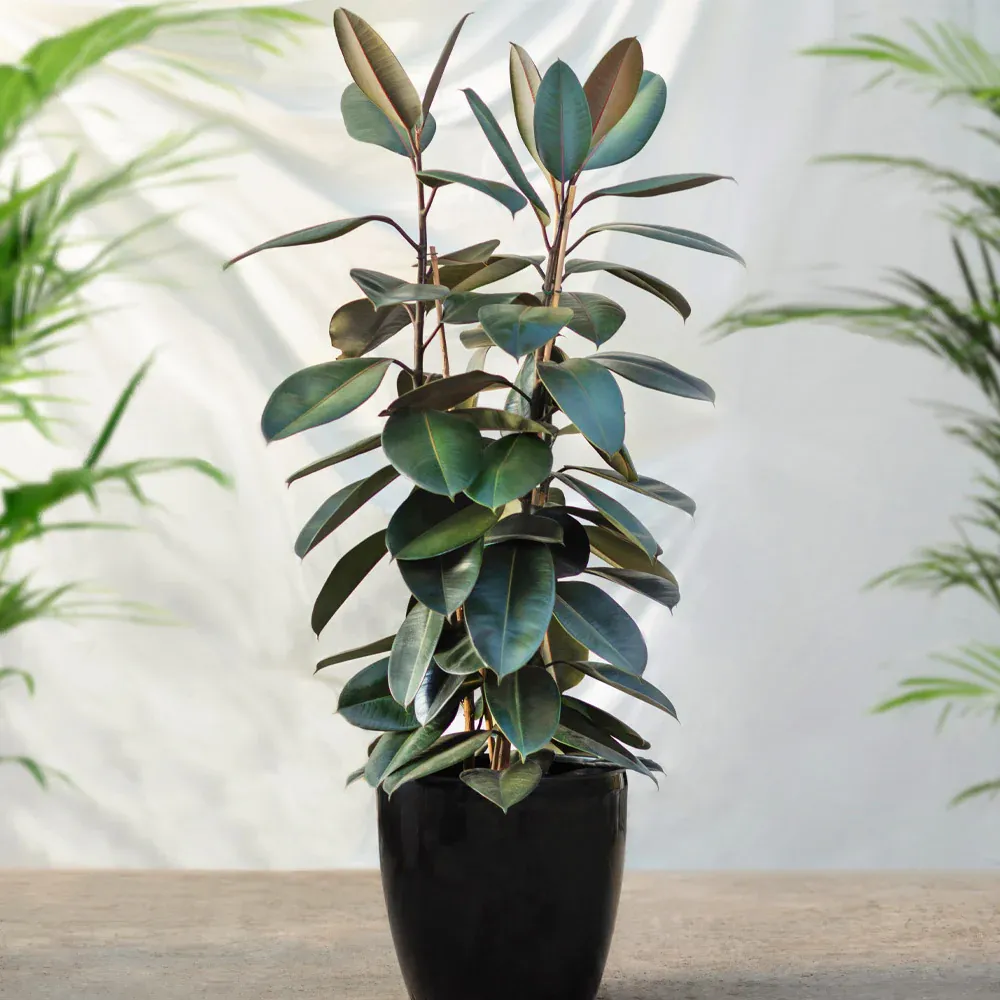 Rubber Plant (Ficus Elastica) Indoor Potted Houseplant 1