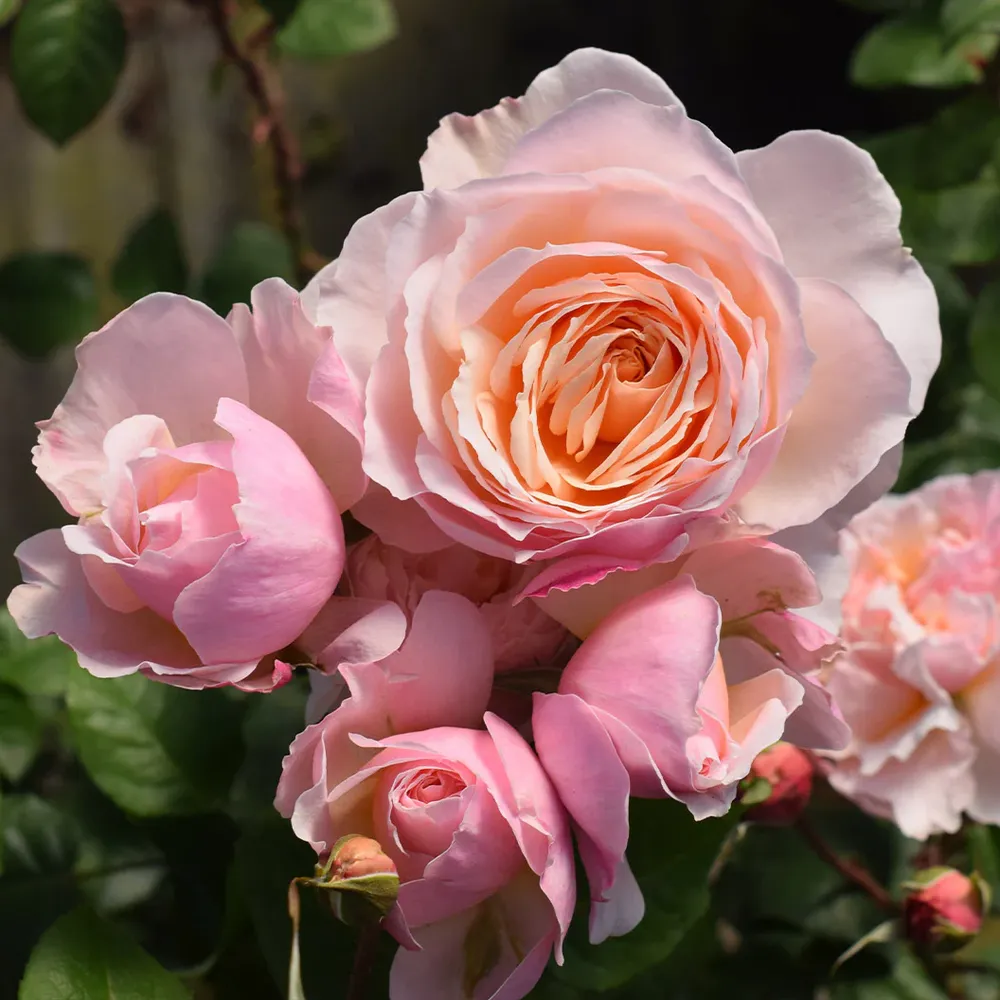 Moonlight in Paris® Rose Shrub - Fragrant Floribunda Garden Plant 7