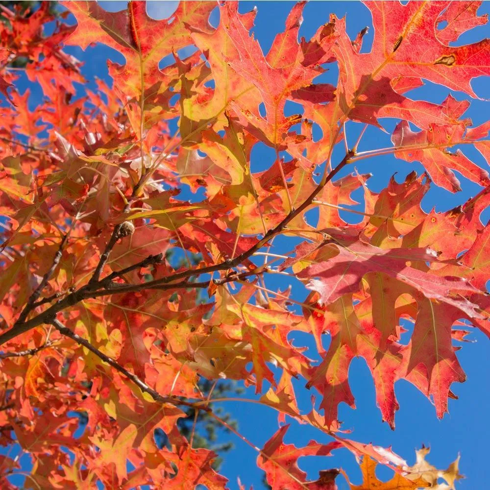 Pin Oak Tree (Quercus palustris) Deciduous Shade Tree 1
