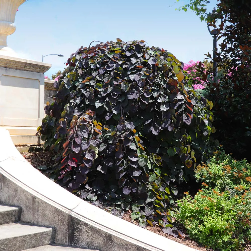 Ruby Falls Weeping Redbud Tree - Compact Cascading Ornamental Cercis canadensis 4