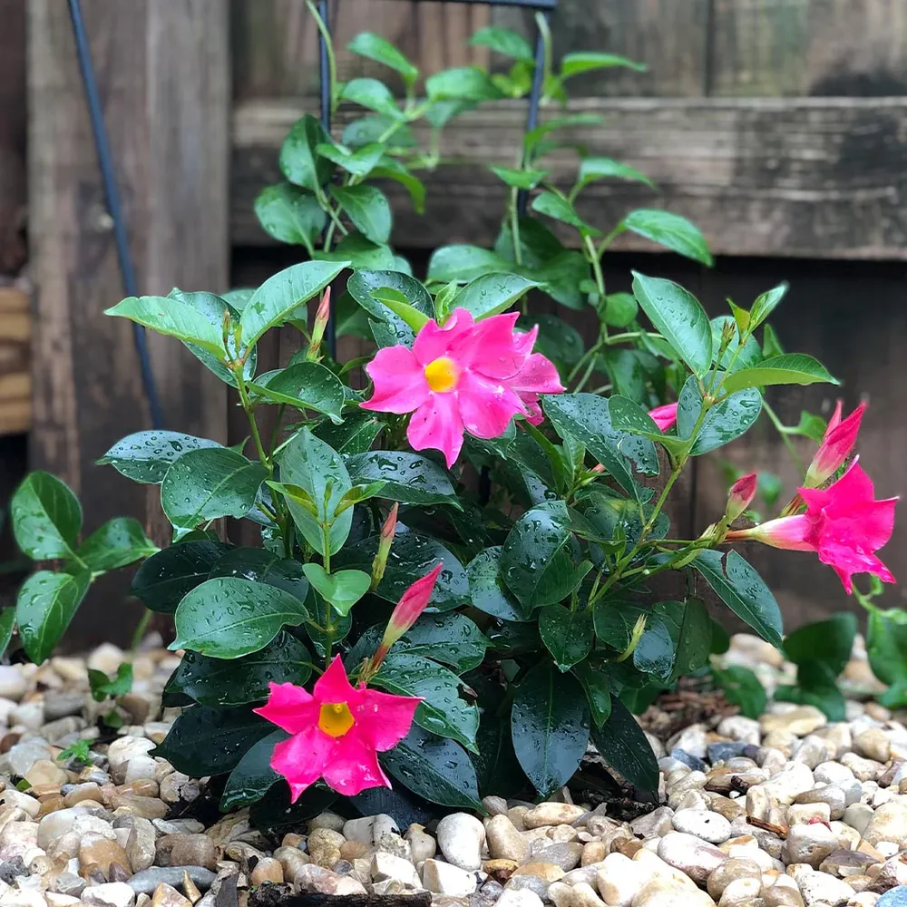 Pink Diplodenia Bush Artificial Flowering Shrub for Indoor and Outdoor Decor 1