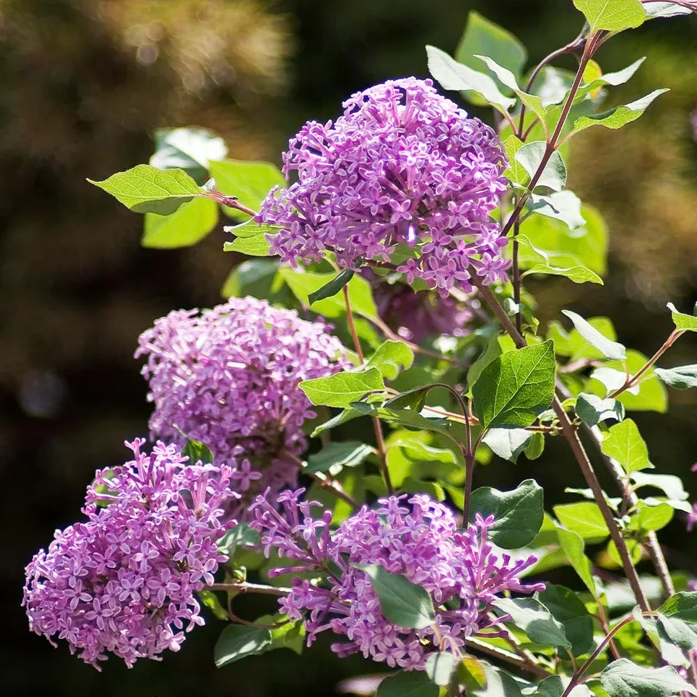 Proven Winners® Bloomerang® Reblooming Lilac Shrub 1