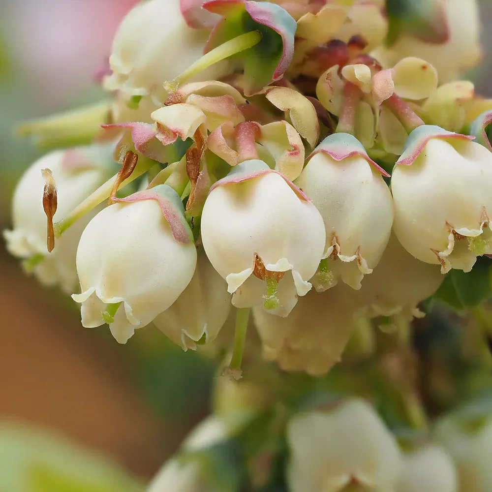 Premier Blueberry Bush - Hardy Fruit-Bearing Shrub for Home Gardens 2