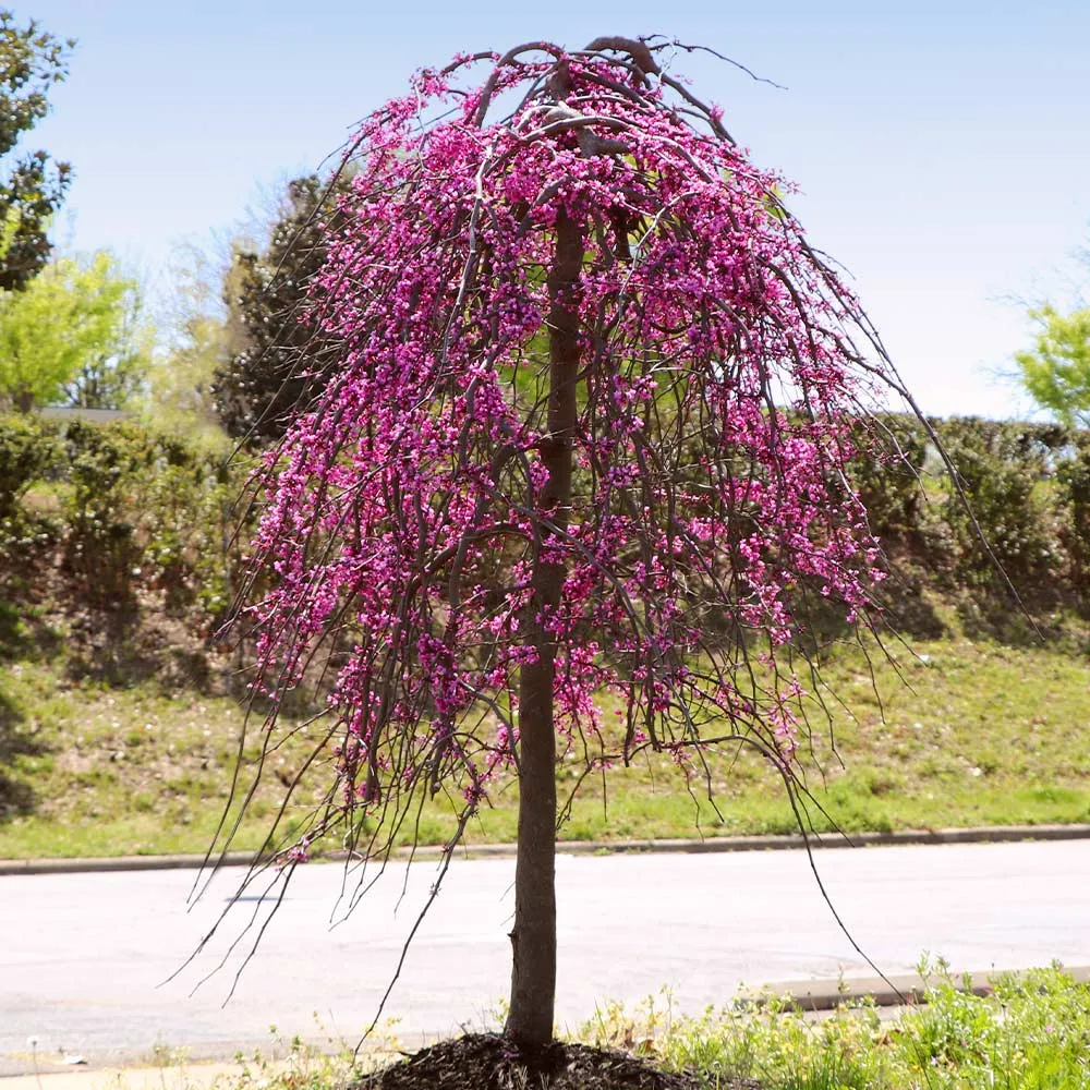 Golden Falls Redbud Tree - Weeping Cercis canadensis Ornamental Plant 3