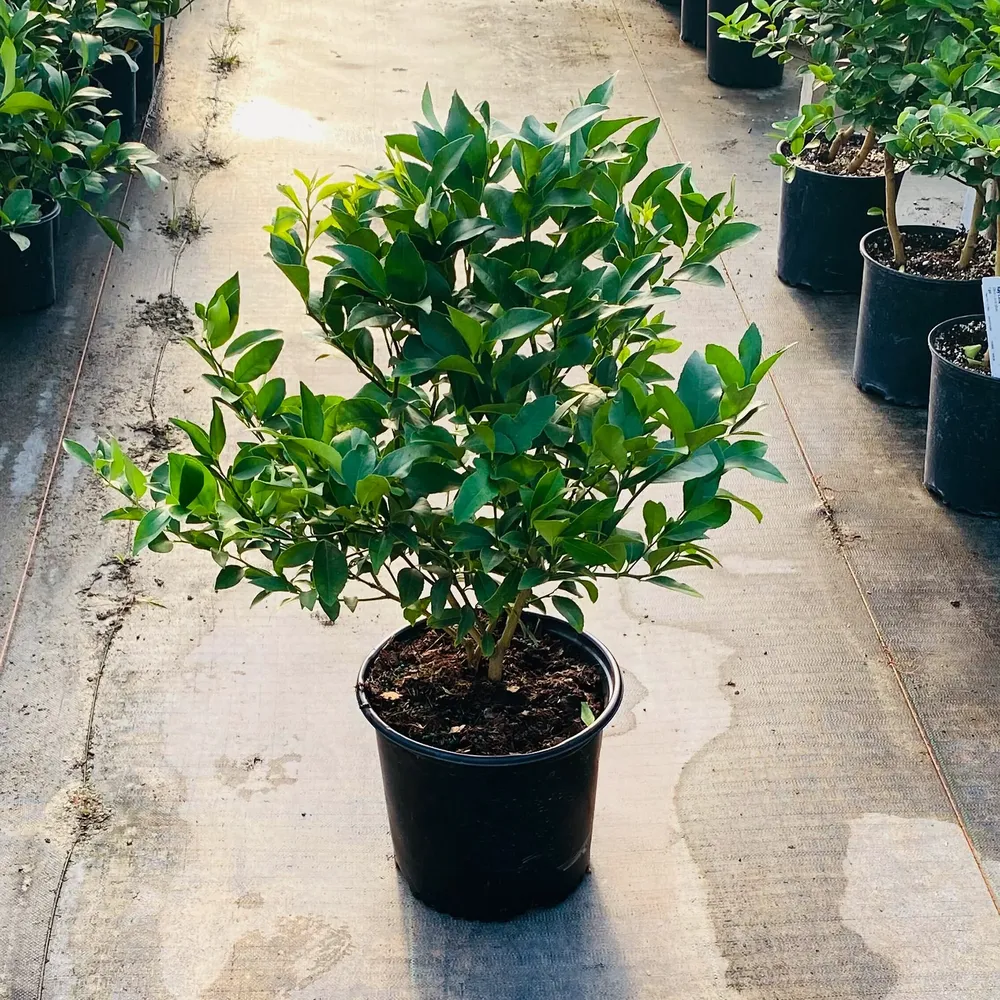 Meyer Lemon & Limequat Cocktail Hybrid Bush - Dual-Variety Citrus Tree 4