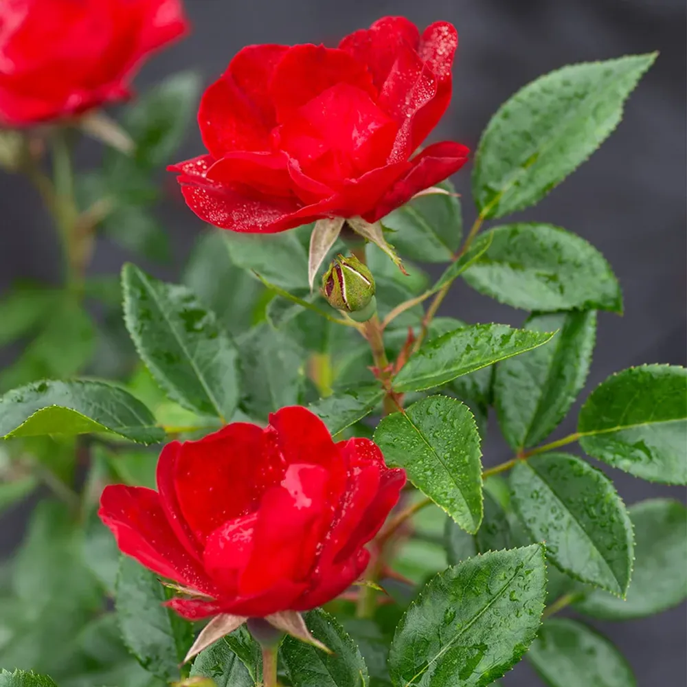 Bloomables® Brick House® Red Rose Shrub 1