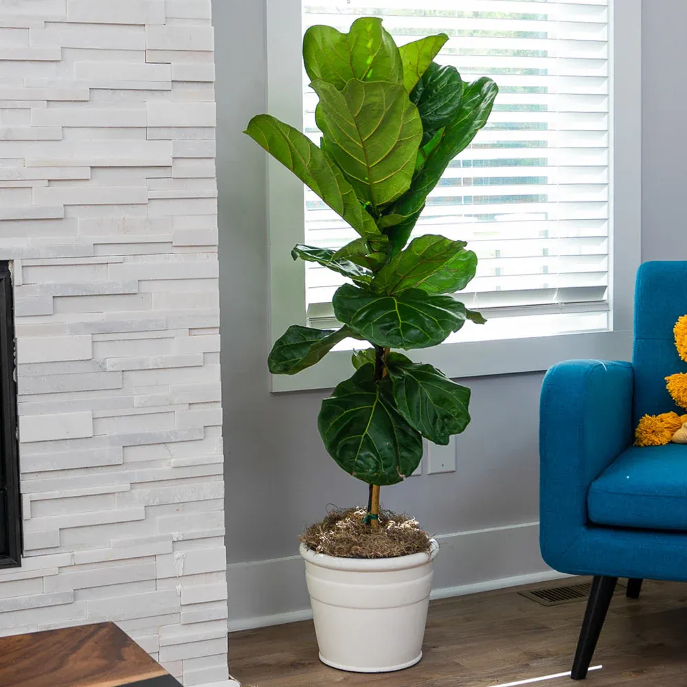 Lifelike Artificial Fiddle-Leaf Fig Tree for Indoor Home and Office Decoration 2