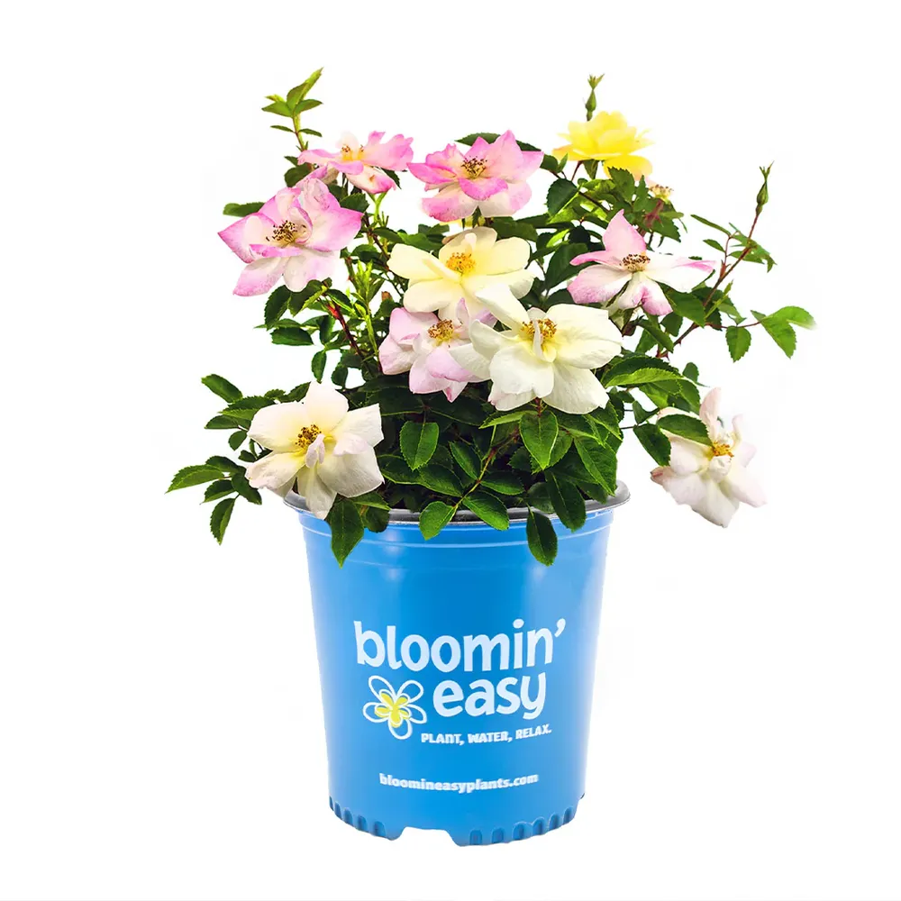 Peach Lemonade® Rose Bush - Repeat-Blooming Garden Shrub 4