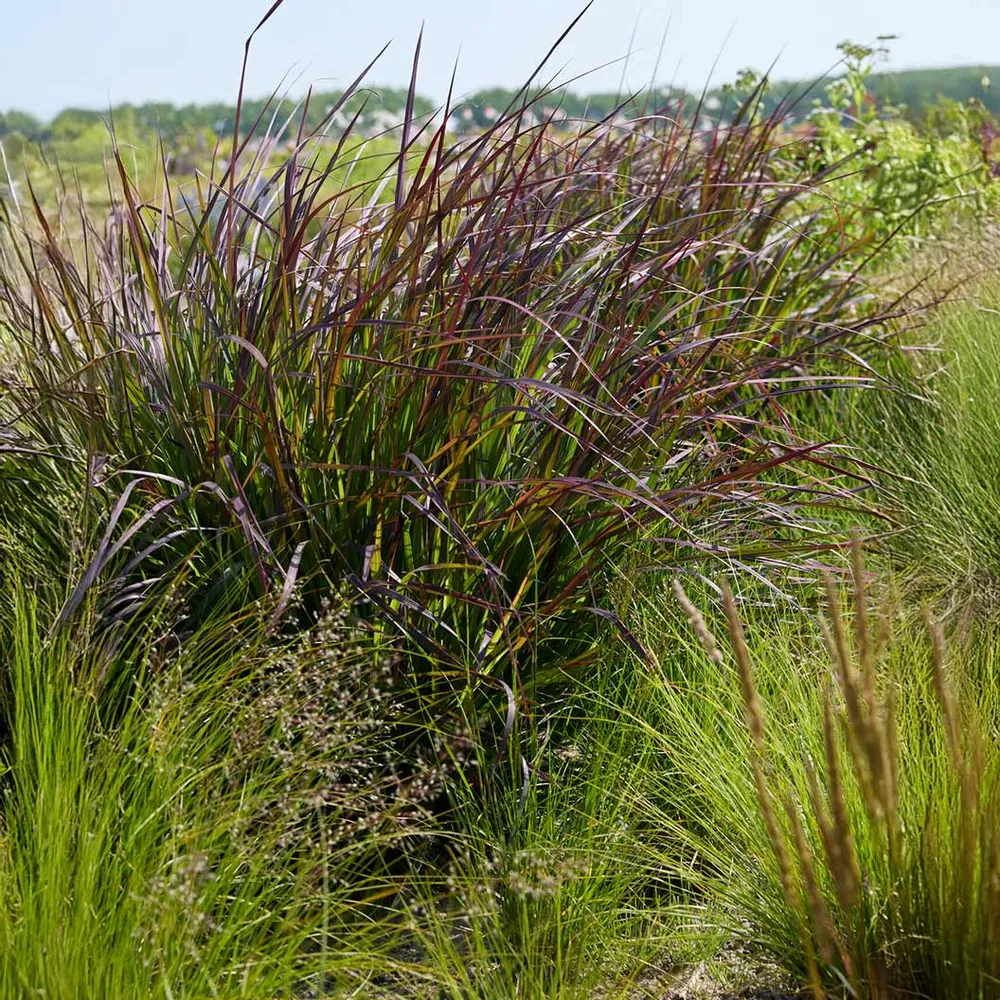 Blackhawks Big Bluestem Grass - Native Ornamental Perennial 1