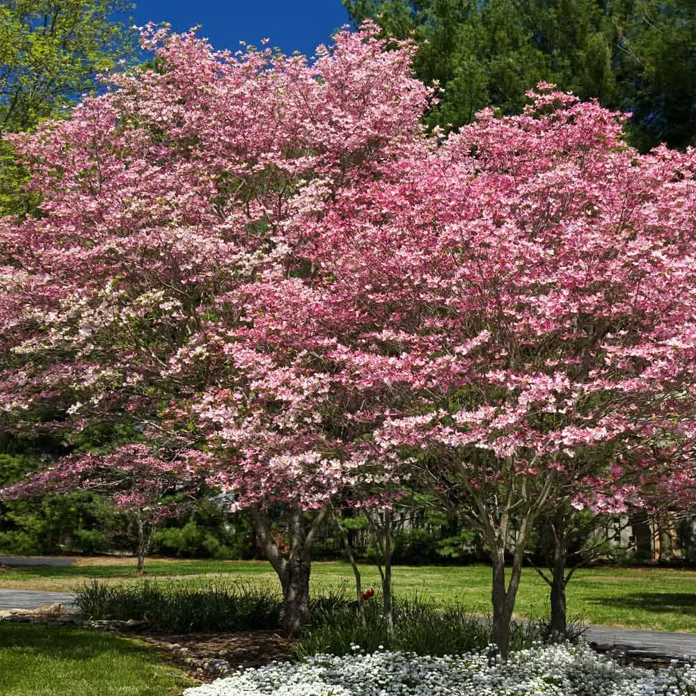 Cherokee Brave Dogwood Tree (Cornus florida)